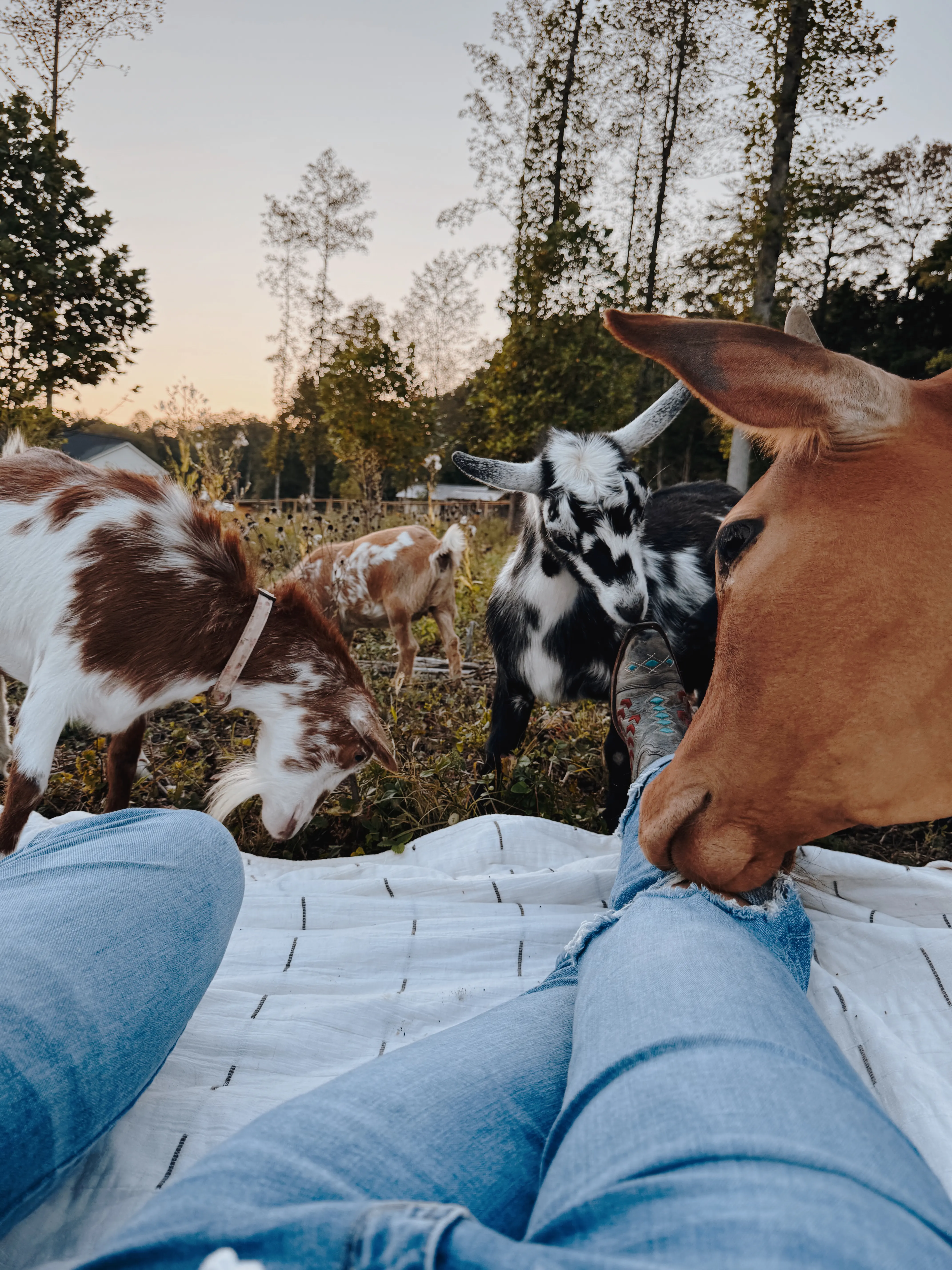 A guest's point-of-view on a picnic blanket as three goats crowd in curiously at Magnolia Hill