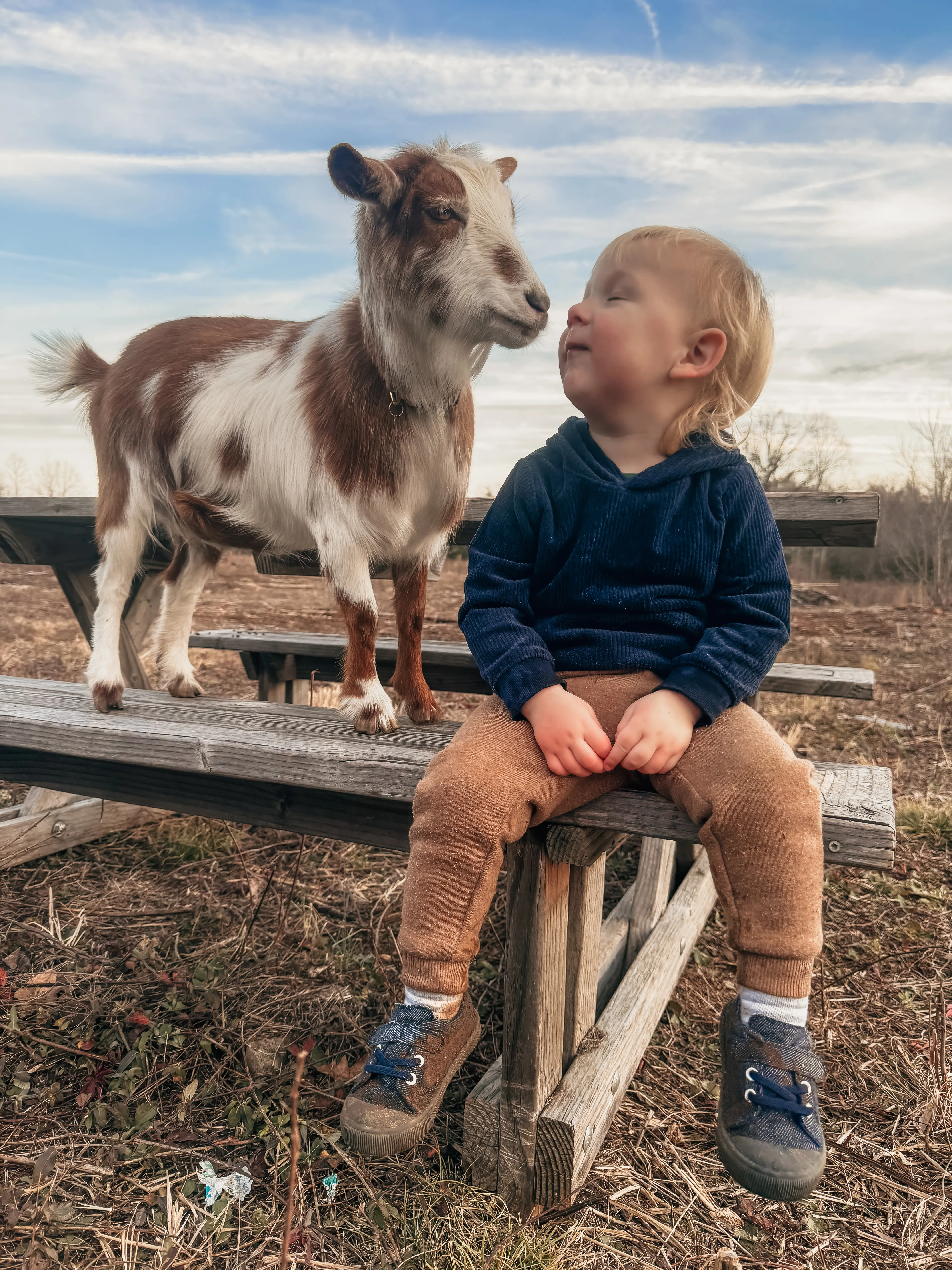 A toddler sitting on a wooden bench, nose to nose with a small brown and white goat at Magnolia Hill