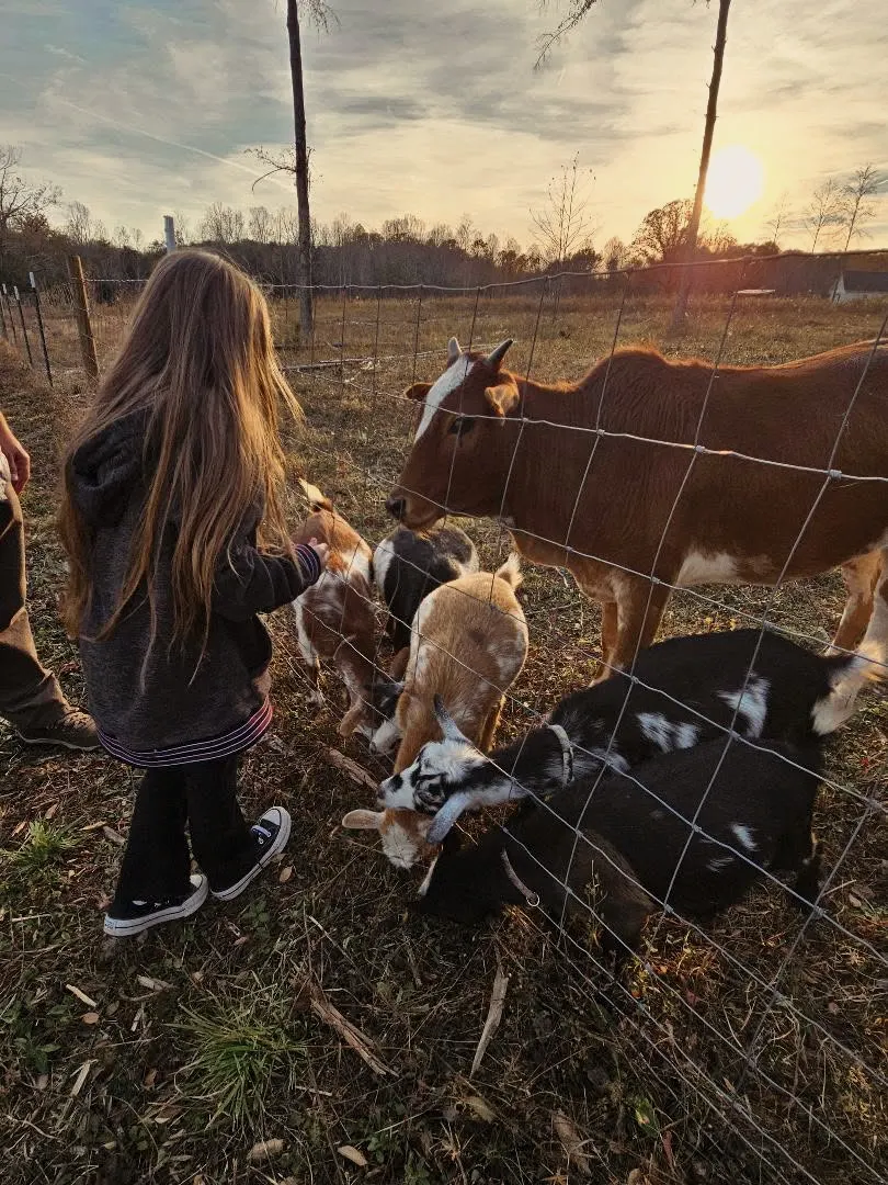 A young girl feeding goats and a calf through a fence at golden hour on Magnolia Hill