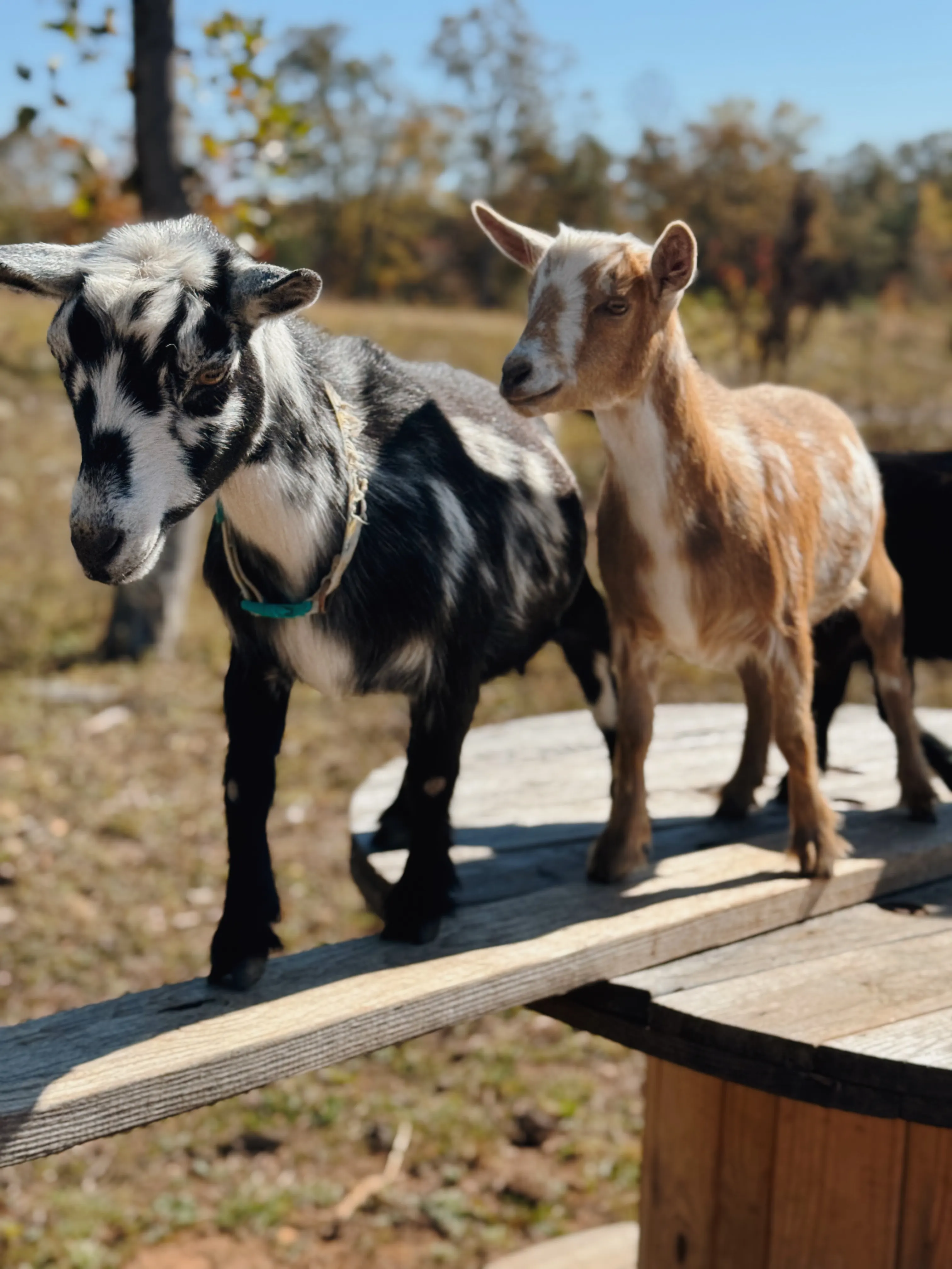 Two Nigerian Dwarf goats standing on a wooden spool in the sunny pasture at Magnolia Hill