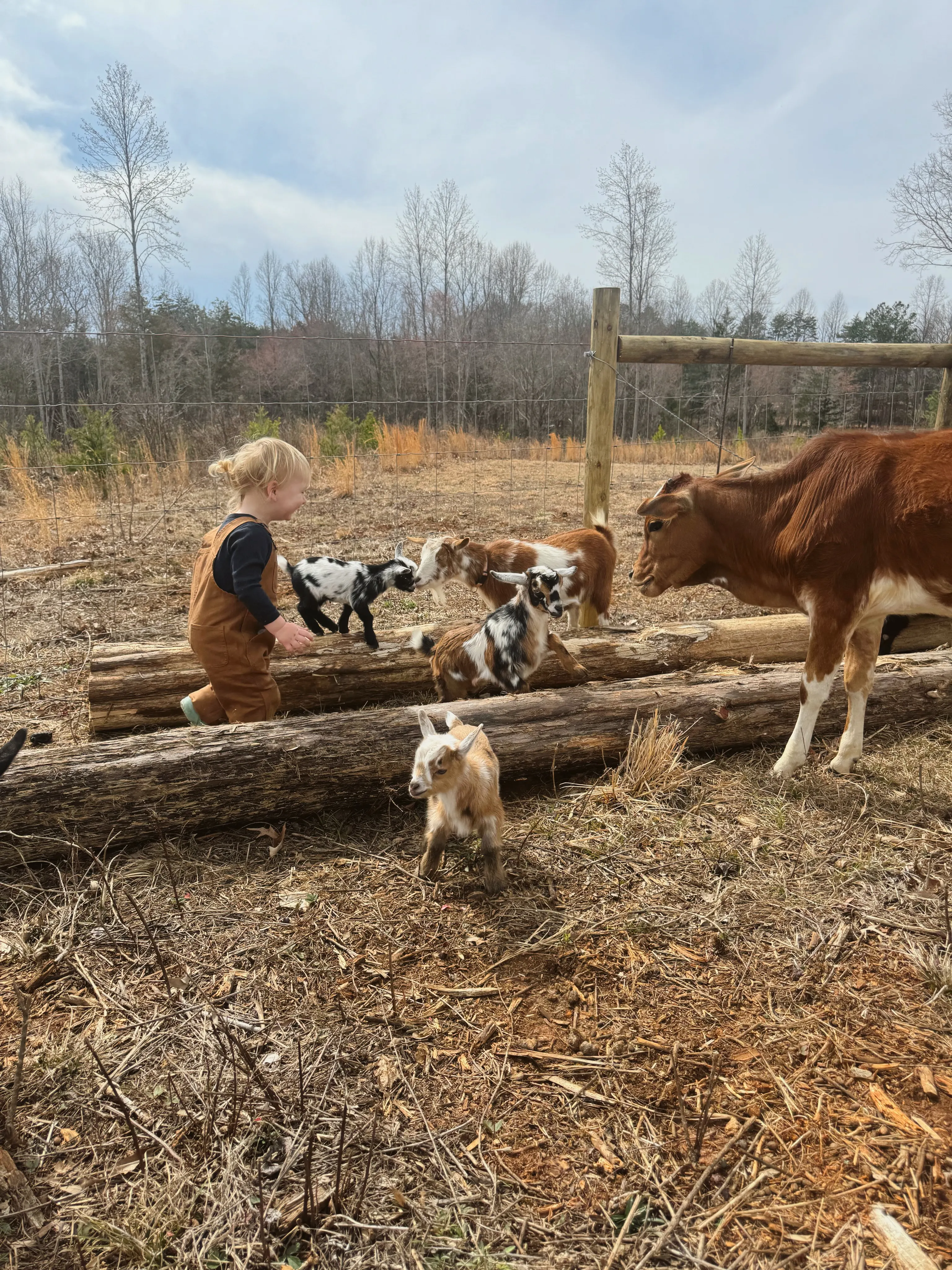 A toddler in overalls playing with baby goats and a calf in the farm yard at Magnolia Hill