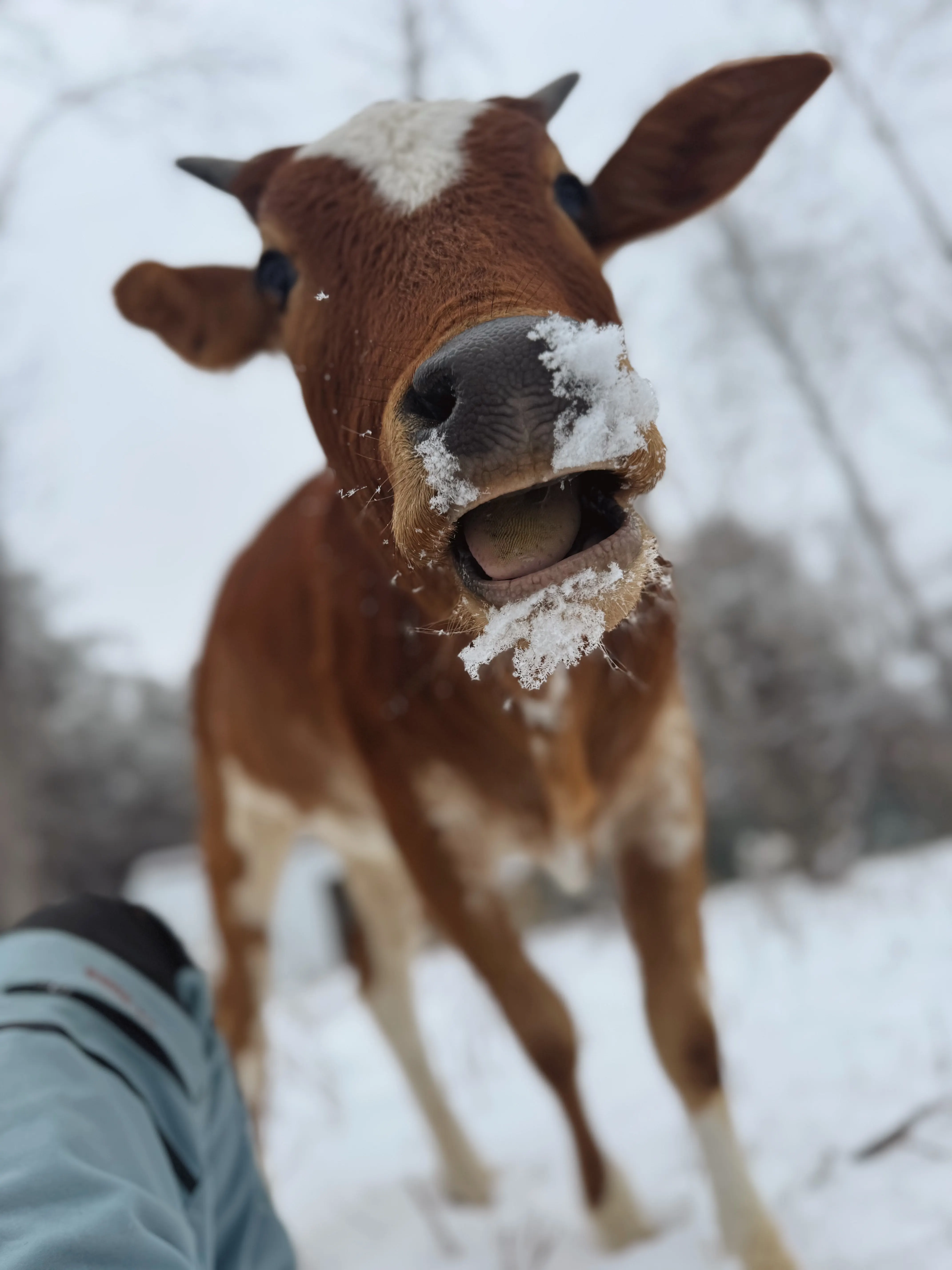 A young brown and white calf with snow on its nose, mouth open playfully in the winter at Magnolia Hill