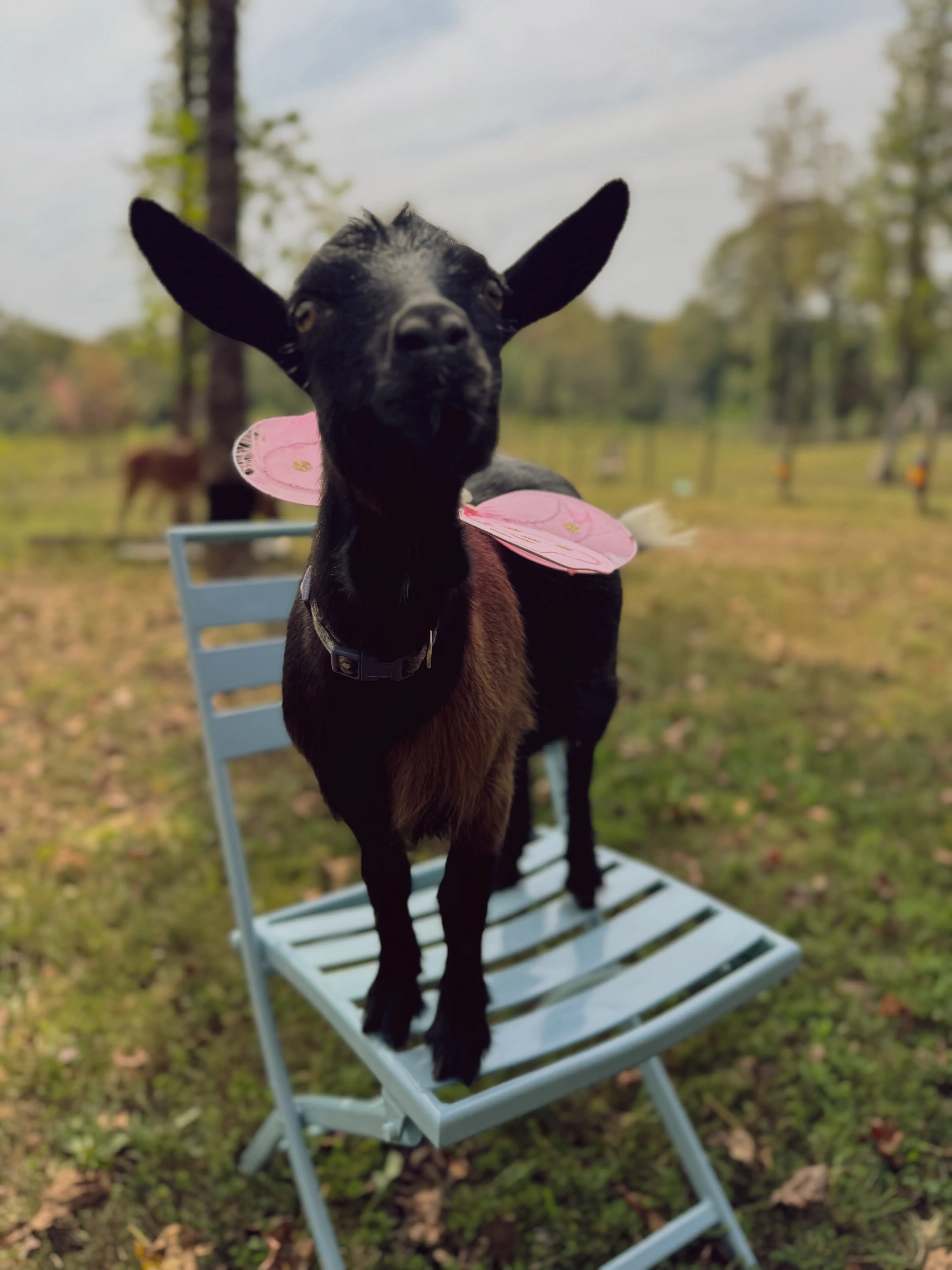 A black Nigerian Dwarf goat wearing pink fairy wings standing on a blue chair at Magnolia Hill