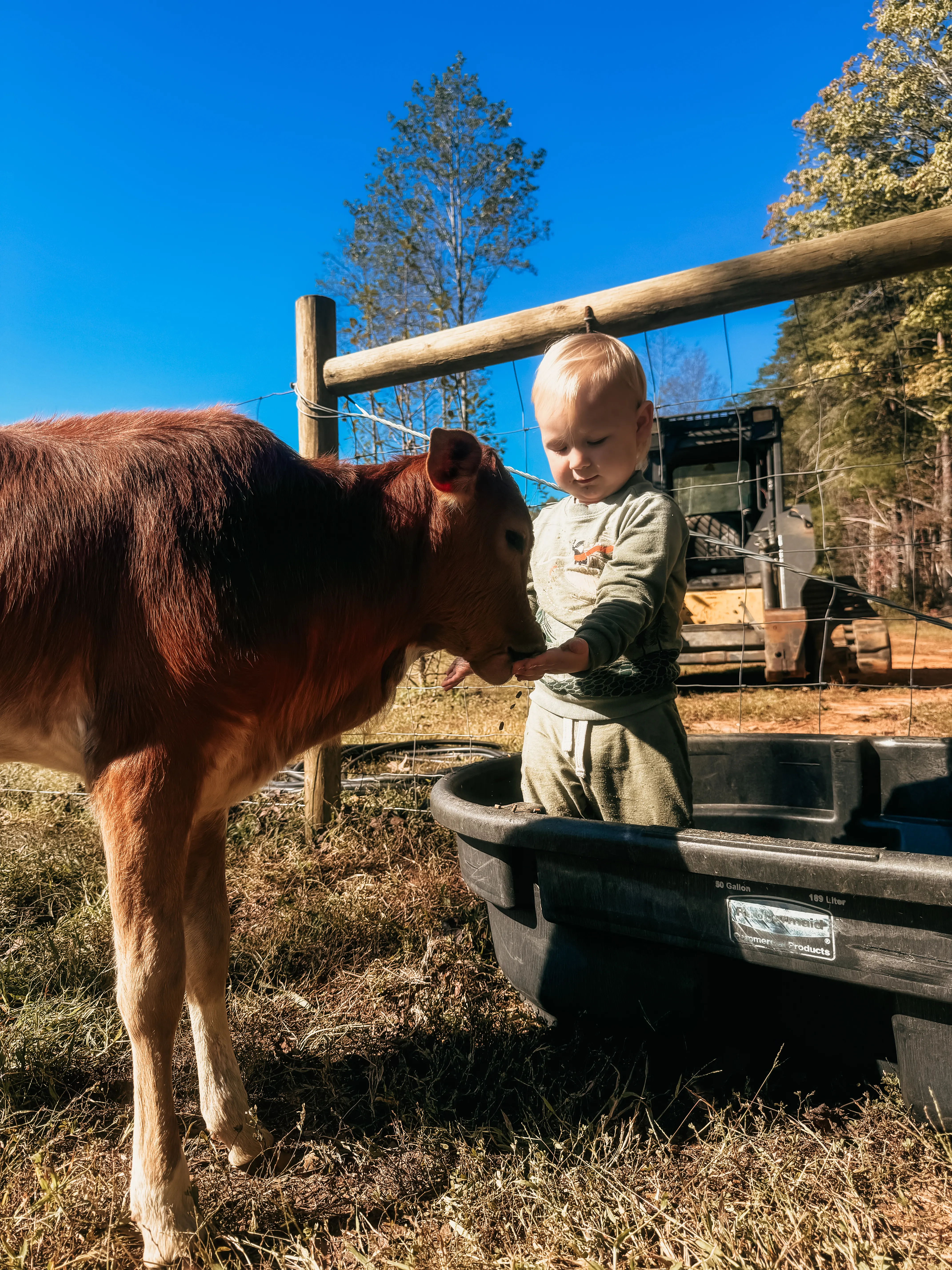 A toddler reaching toward a young brown calf at a water trough in the sunny farm yard at Magnolia Hill